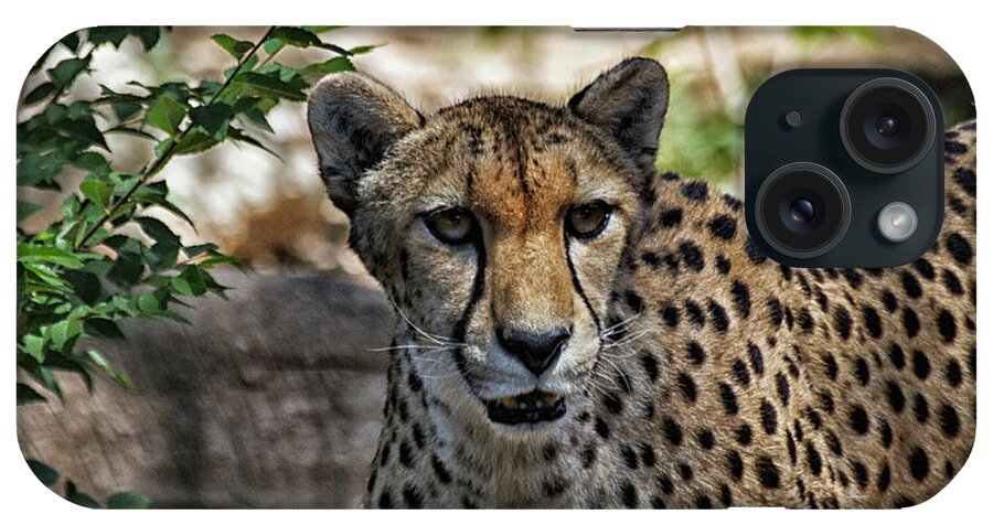 Cheetah iPhone Case featuring the photograph Cheetah on the prowl by Ruth Jolly