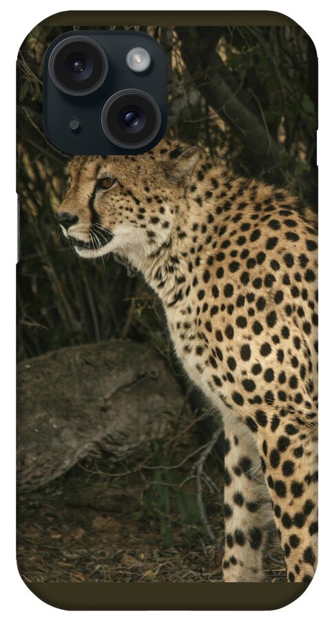 Karen Zuk Rosenblatt Art And Photography iPhone Case featuring the photograph Cheetah Watching by Karen Zuk Rosenblatt