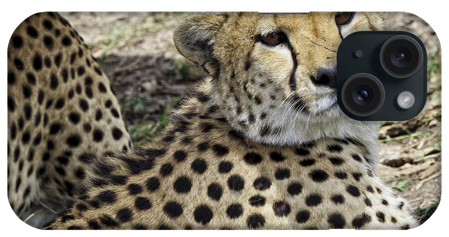 Africa iPhone Case featuring the photograph Cheetahs Resting by Perla Copernik