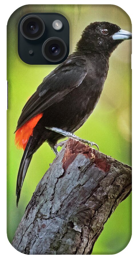 Joan Carroll iPhone Case featuring the photograph Cherries Tanager Costa Rica by Joan Carroll