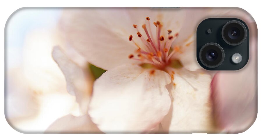 Flower iPhone Case featuring the photograph Cherry Blossom by Pamela Taylor