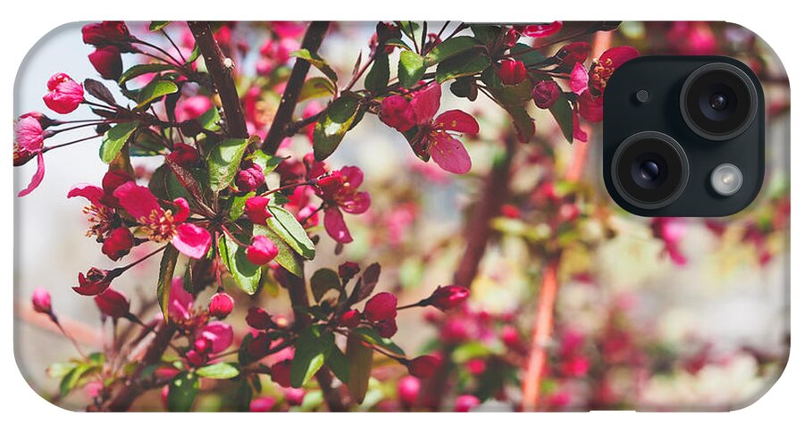 Spring iPhone Case featuring the photograph Cherry Blossom Tree by Alex Leaming
