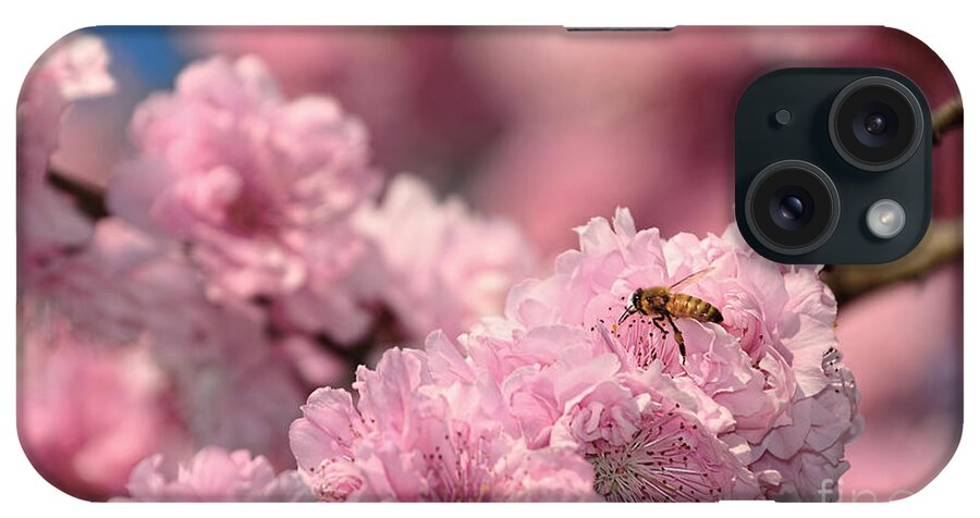 Photography iPhone Case featuring the photograph Cherry Blossoms and a Bee by Kaye Menner by Kaye Menner