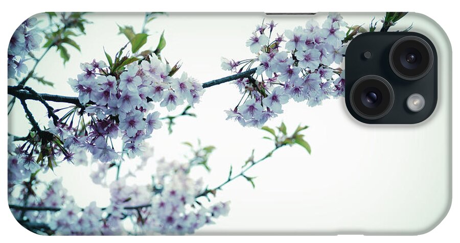 Cherry Blossoms iPhone Case featuring the photograph Cherry Blossoms by Yuka Kato