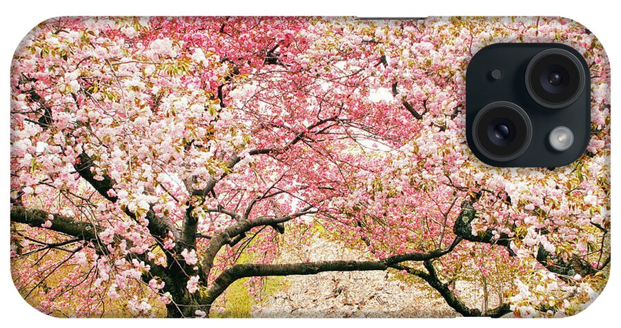 Cherry Trees iPhone Case featuring the photograph Cherry Delight by Jessica Jenney