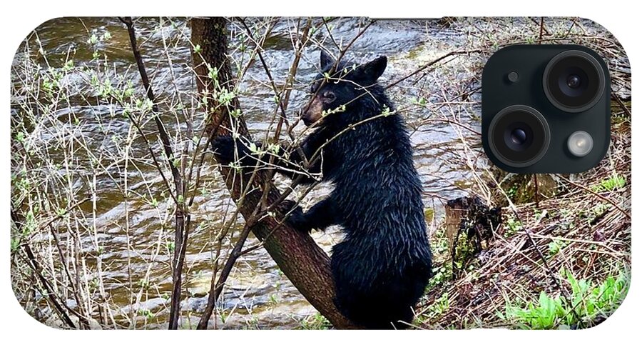 Bear iPhone Case featuring the photograph Cherry River Black Bear by Chris Berrier
