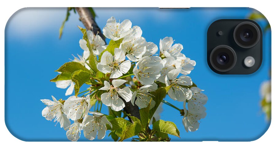 Cherry iPhone Case featuring the photograph Cherry Tree Blossoms by Andreas Berthold
