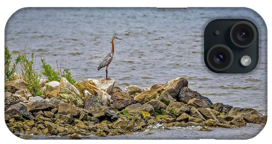 Ardea Herodias iPhone Case featuring the photograph Chesapeake Bay Great Blue Heron by Patrick Wolf