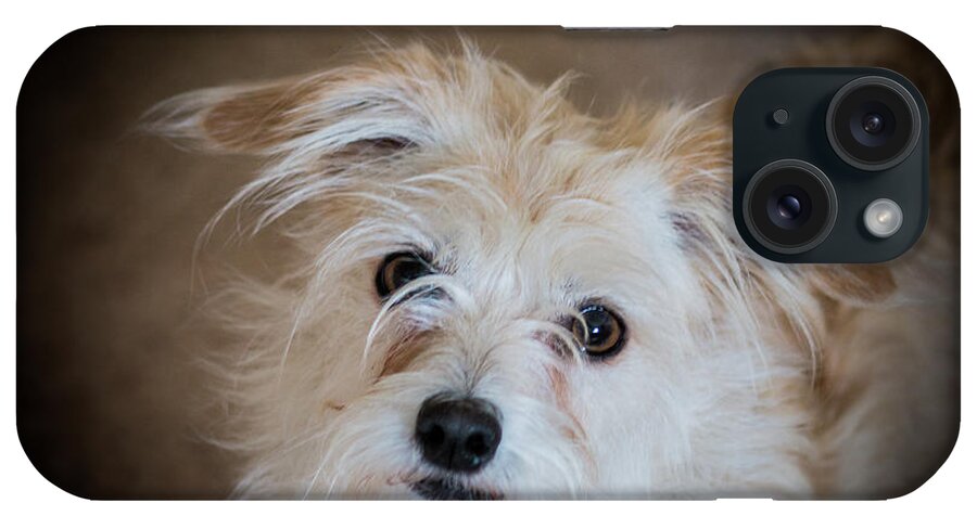 Chica iPhone Case featuring the photograph Chica on the Alert by E Faithe Lester
