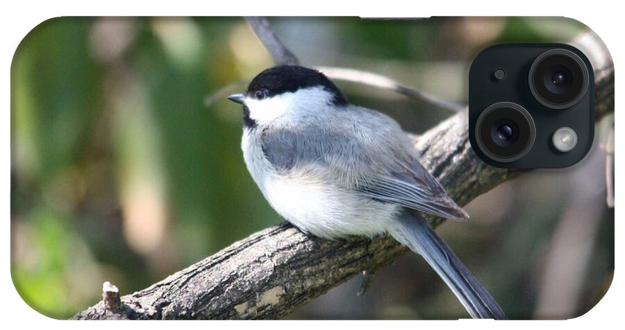 Chickadee iPhone Case featuring the photograph Chickadee at Rest by Diane Lindon Coy