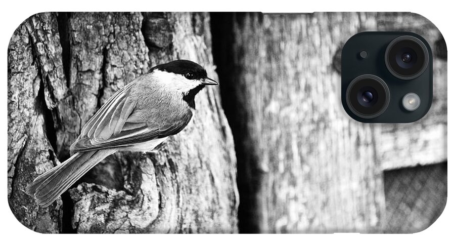 Black-capped Chickadee iPhone Case featuring the photograph Chickadee by Rachel Morrison