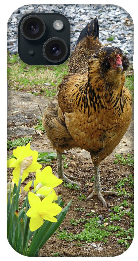 Chicken Walking Among Yellow Daffodils iPhone Case featuring the photograph Chicken Among Daffodils by Sally Weigand