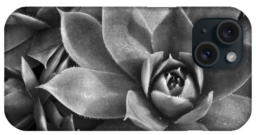  Succulents Chicks And Hens iPhone Case featuring the photograph Chicks and Hens Black and White by Ann Bridges