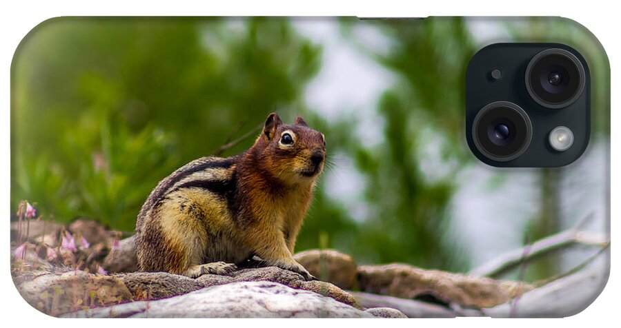 Chipmunk iPhone Case featuring the photograph Chipmunk - 1 by Thomas Nay