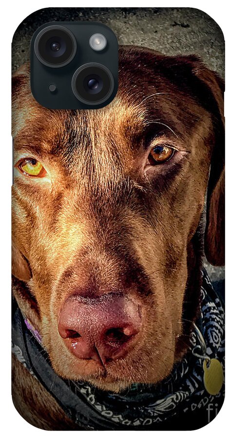 Animal iPhone Case featuring the photograph Chocolate Lab by William Norton