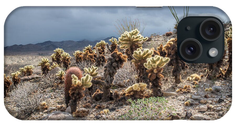 Canyon Sin Nombre iPhone Case featuring the photograph Cholla Family with Guests by Shuwen Wu