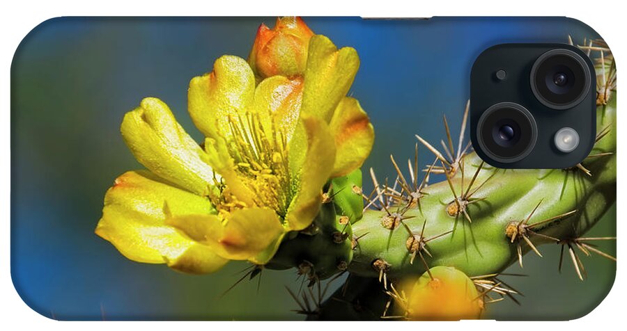 Arizona iPhone Case featuring the photograph Cholla Flower h40 by Mark Myhaver