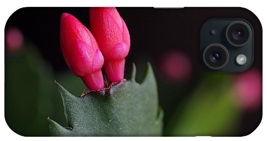 Christmas Cactus iPhone Case featuring the photograph Christmas Cactus Double Joy by Rona Black