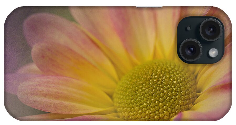 Chrysanthemum iPhone Case featuring the photograph Chrysanthemum 3 by Morgan Wright