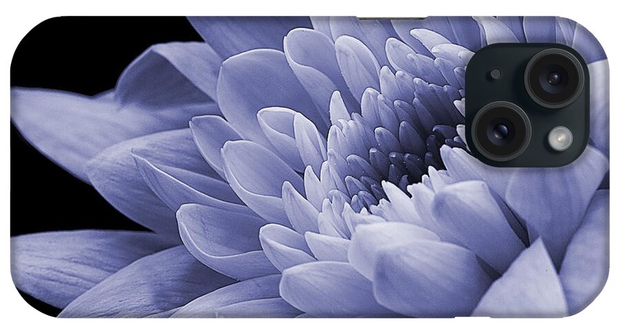 Chysanthemum iPhone Case featuring the photograph Chrysanthemum in purple. by John Paul Cullen