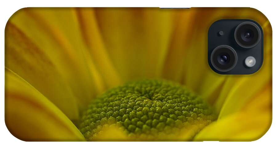 Chrysanthemum iPhone Case featuring the photograph Chrysanthemum by Morgan Wright