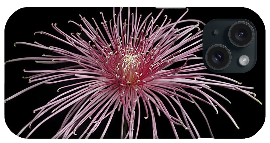 Flower iPhone Case featuring the photograph Chrysanthemum 'Pink Splendor' by Ann Jacobson