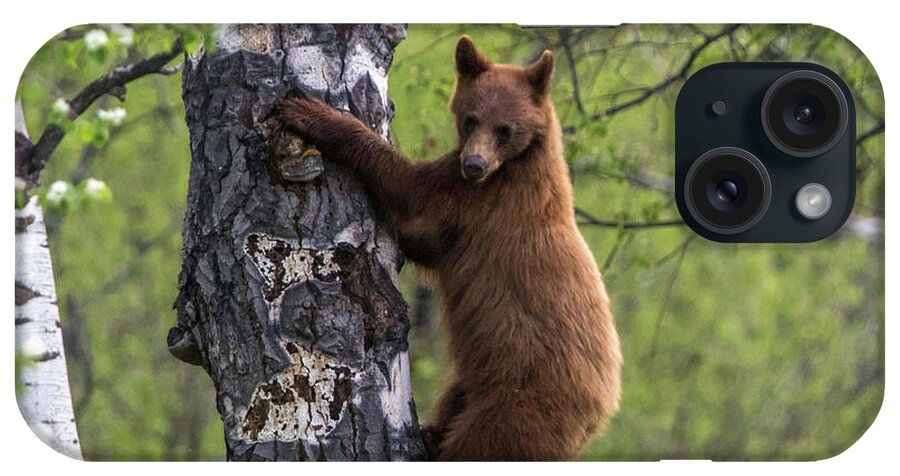 Bear iPhone Case featuring the photograph Cinnamon Climb by Kevin Dietrich