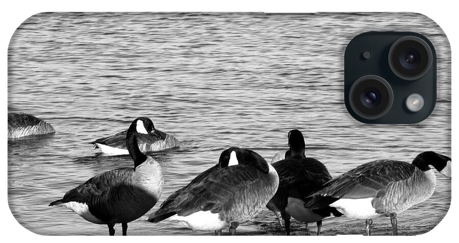 Geese iPhone Case featuring the photograph Classic Geese by Kimmary MacLean