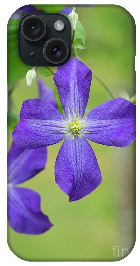Clematis Jenny iPhone Case featuring the photograph Clematis Jenny by Tim Gainey