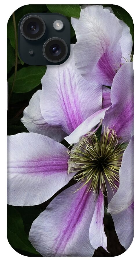 Fine Art iPhone Case featuring the photograph Clematis Posing by Michael Friedman