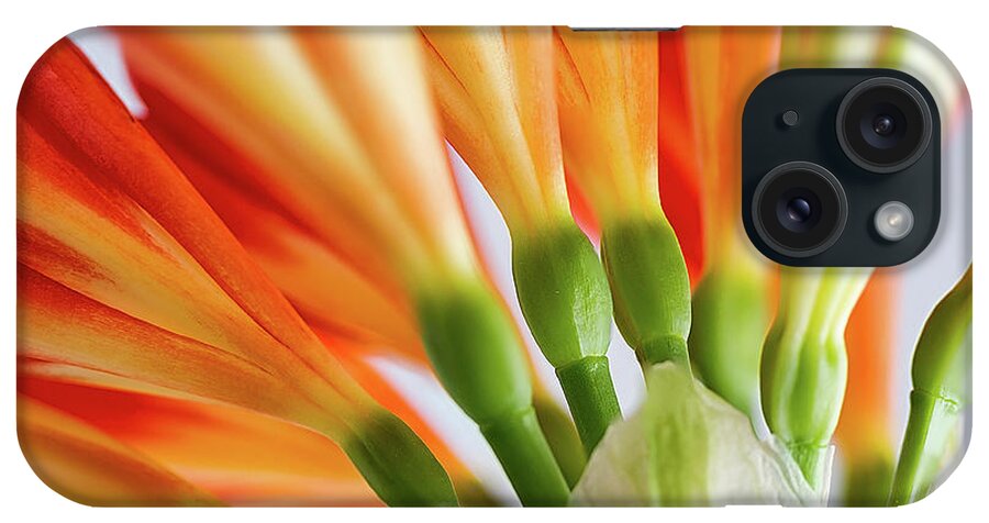 Orange iPhone Case featuring the photograph Clivia Miniata 5 by Shirley Mitchell