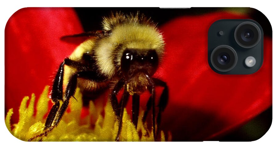 Bee Insect Flower Close Up Macro iPhone Case featuring the photograph Close up bee by George Tuffy