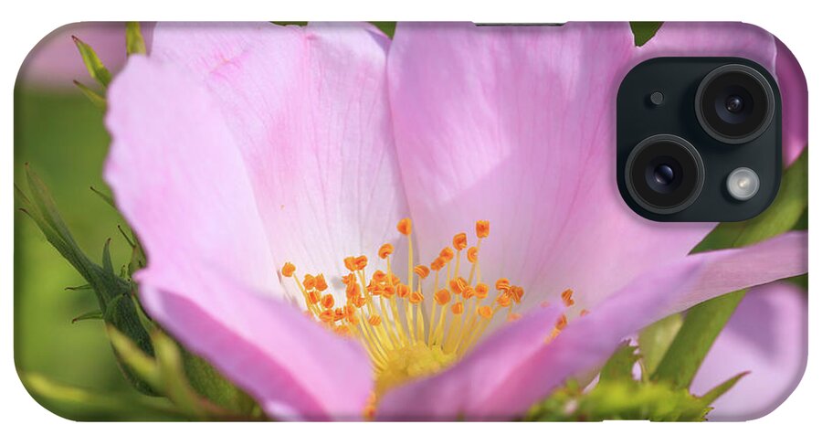 Flower iPhone Case featuring the photograph Close-up of a Dog Rose by Tim Abeln