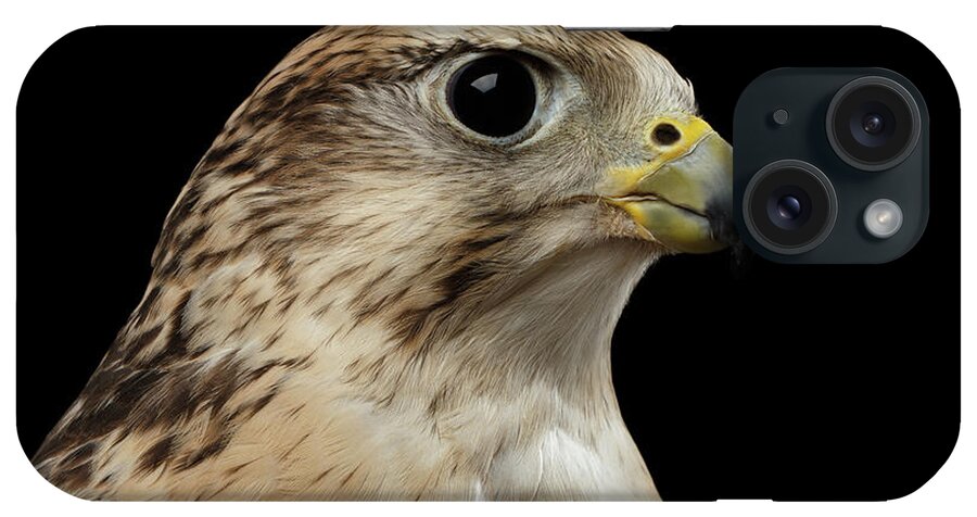 Bird iPhone Case featuring the photograph Close-up Saker Falcon, Falco cherrug, isolated on Black background by Sergey Taran