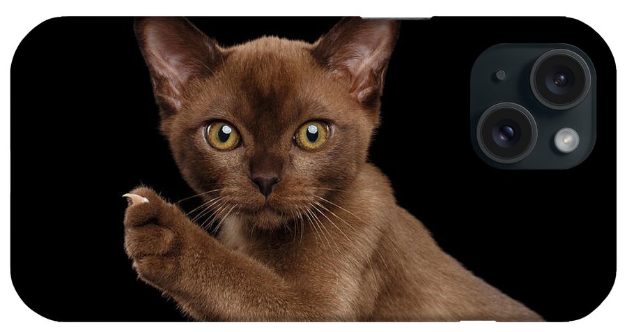 Cat iPhone Case featuring the photograph Closeup Burmese kitten showing claw on Raised paw, black Isolated by Sergey Taran