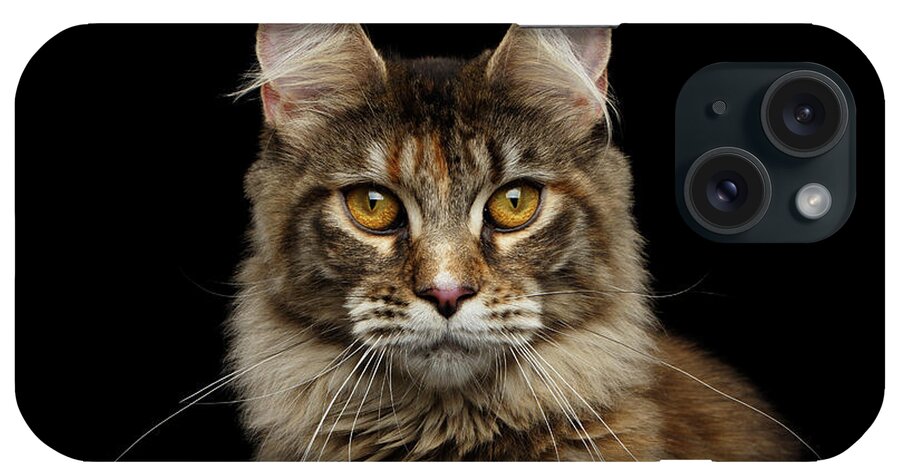 Cat iPhone Case featuring the photograph Closeup Maine Coon Cat Portrait Isolated on Black Background by Sergey Taran