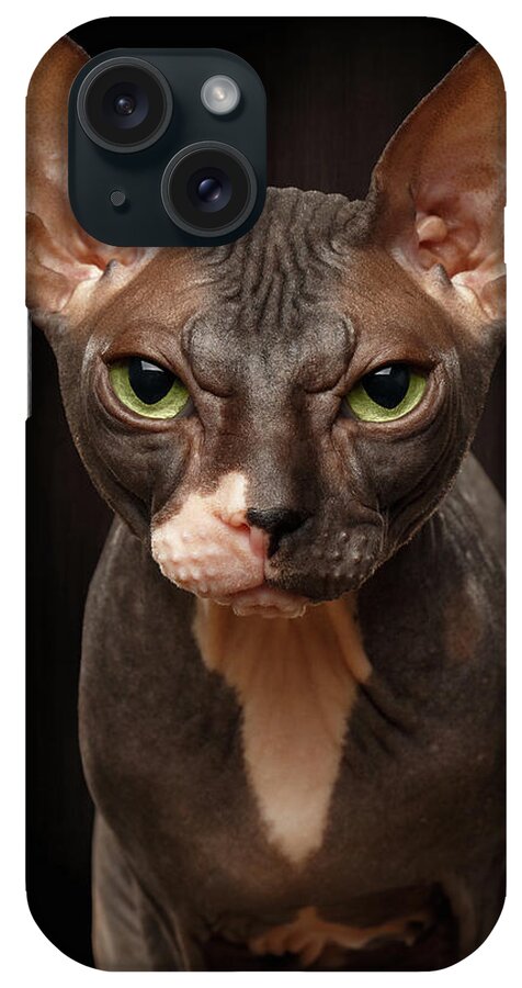 Pet iPhone Case featuring the photograph Closeup Portrait of Grumpy Sphynx Cat Front view on Black by Sergey Taran