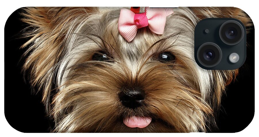 Terrier iPhone Case featuring the photograph Closeup Portrait of Yorkshire Terrier Dog on Black background by Sergey Taran