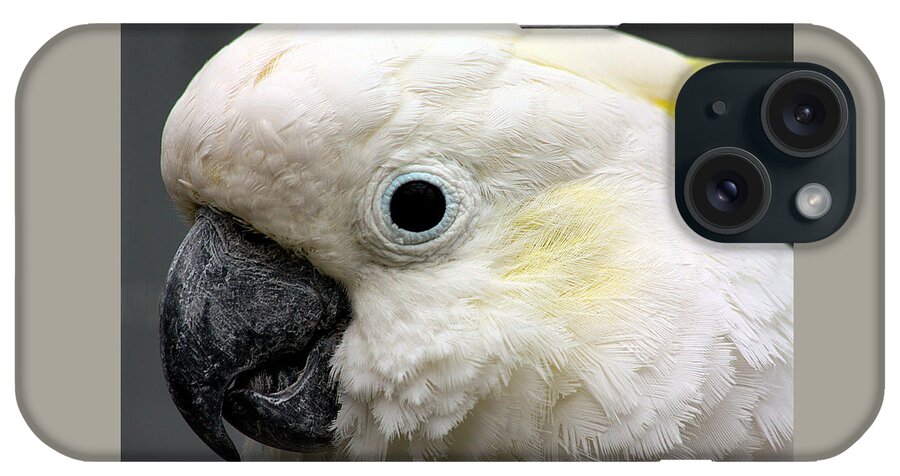 Nature iPhone Case featuring the photograph Cockatoo Close Up by Sheila Brown