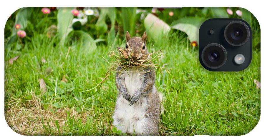 Sciurus Carolinensis iPhone Case featuring the photograph Colonial Squirrel in the Springtime by Rachel Morrison