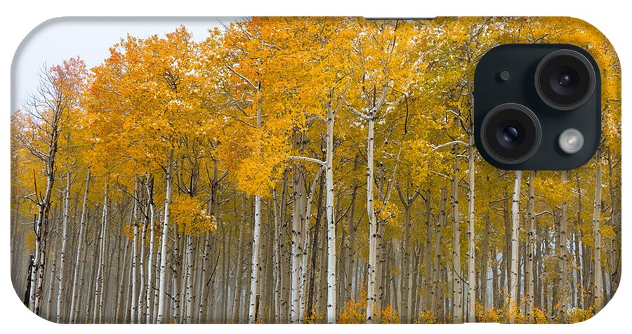 Aspens iPhone Case featuring the photograph Colorado Aspens by Chuck Jason