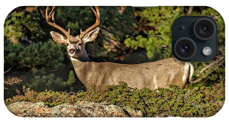 Colorado iPhone Case featuring the photograph Colorado Mule Deer Buck by Ronald Lutz