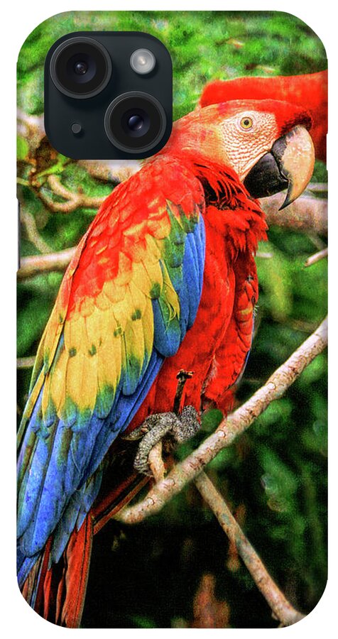 Macaw iPhone Case featuring the photograph Colorful Macaw by Roy Pedersen