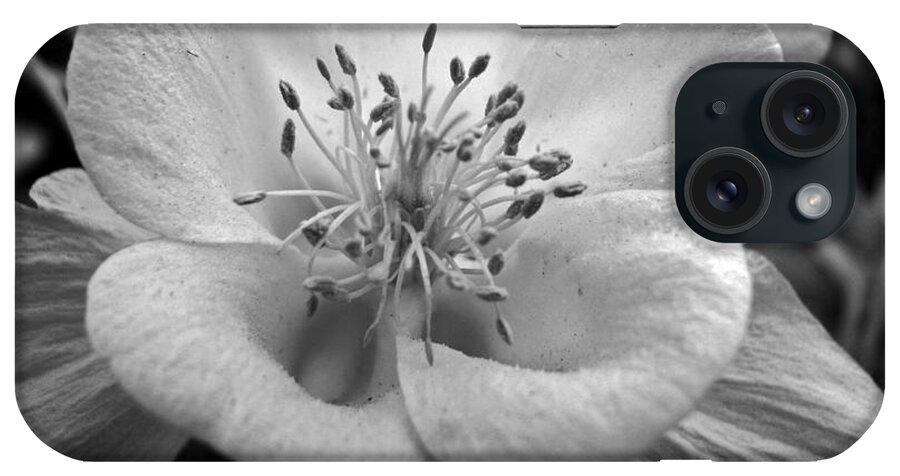 Flowers iPhone Case featuring the photograph Columbine by Amanda Barcon