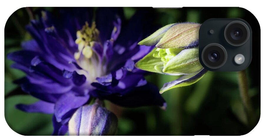 Aquilegia iPhone Case featuring the photograph Columbine Awakening by Cynthia Wolfe