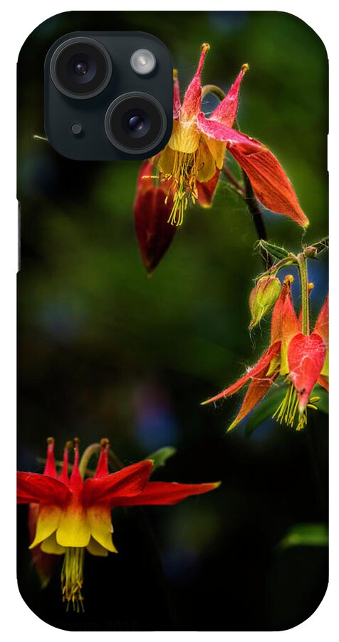 Wildflower iPhone Case featuring the photograph Columbine by Fred Denner