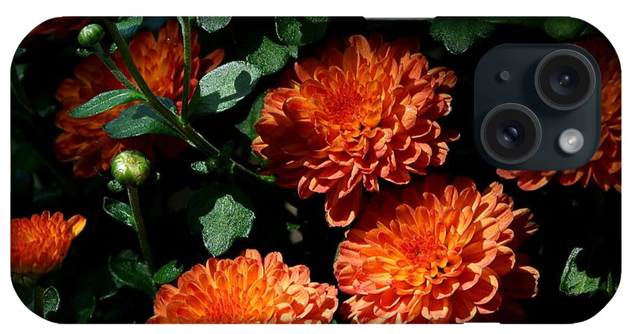 Nature iPhone Case featuring the photograph Coming Out of the Shadows by Sheila Brown
