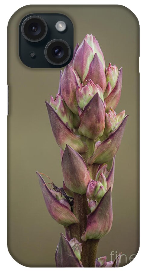Plant iPhone Case featuring the photograph Coming Out Insect by Roberta Byram