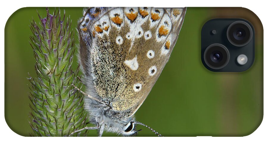 Butterfly iPhone Case featuring the photograph Common Blue Butterfly by Martyn Arnold