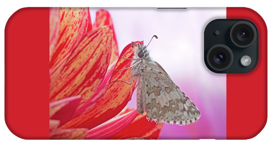 Hesperiidae iPhone Case featuring the photograph Common Checkered Skipper by Jim Zablotny